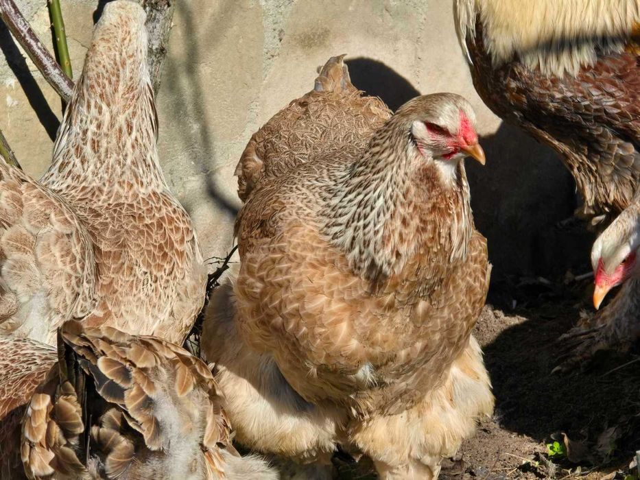 Продавам разплодни яйца от Сьомгова брама [Salmon Brahma]