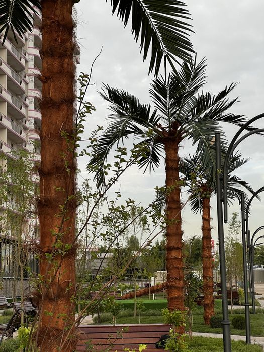 Декоративные пальмы palma — для дома, дача ,кафе