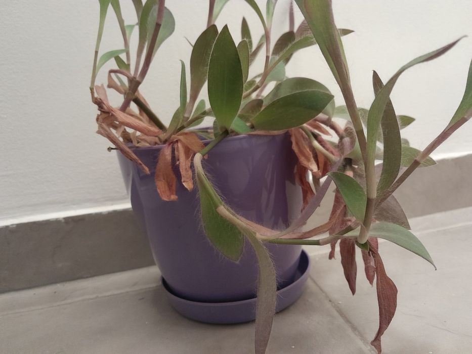 Лилава традесканция