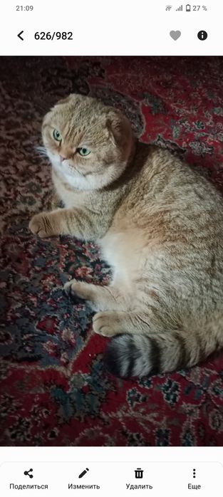 Британский веслух золотая шиншилла ўғил бола 2 ёш