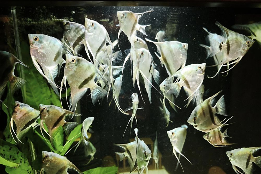 Scalari 5–7 cm | Grupuri 5 sau 10 buc | București