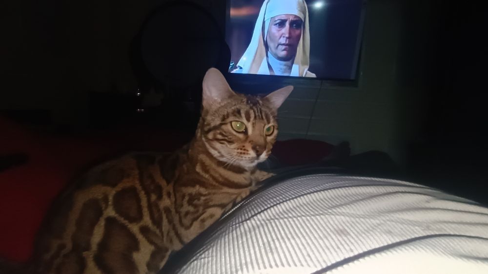 Бенгальские кошки