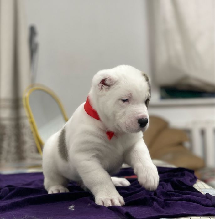 Продаются чистокровные щенки алабайчики