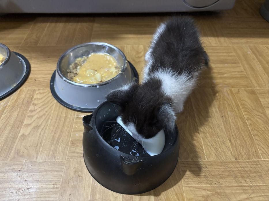 Котята мальчики 1 месяц и неделя.