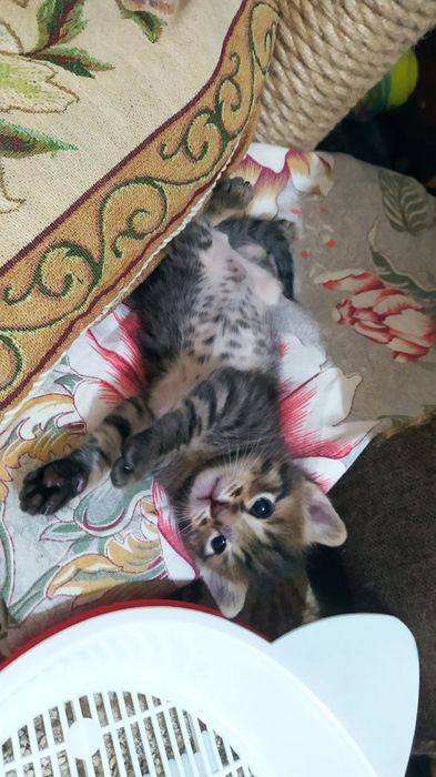 Котята недорого.