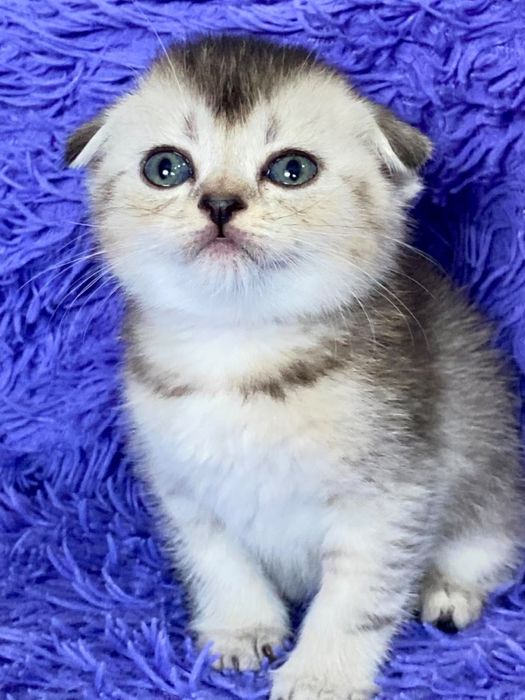 шиншилла золото серебро