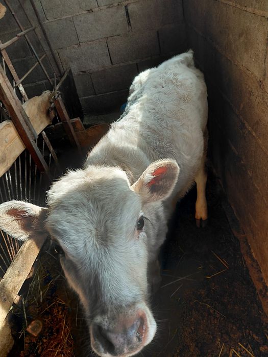 Сиыр тана бузау сатам