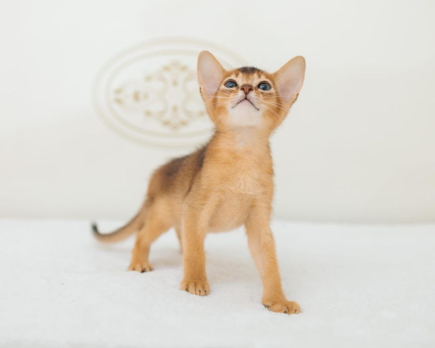 Абиссиские котята дикого окраса