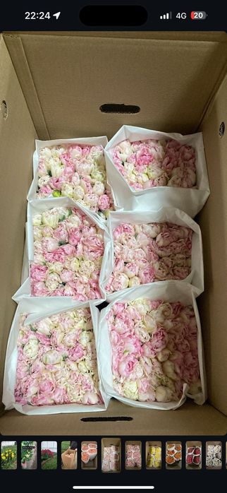 Тюльпаны крупные