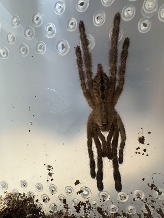 Срочно! в продаже Poecilotheria ornata L9