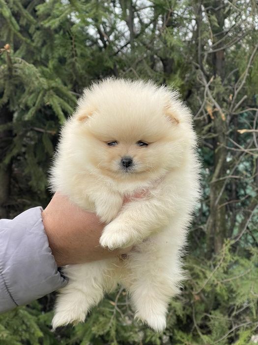 Померан померани