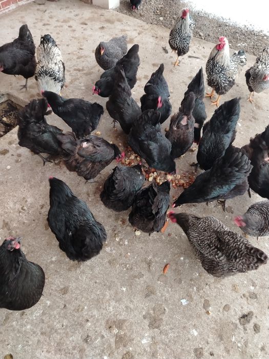 Oua Australorp pentru incubat