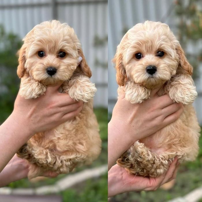Щеночки Мальтипу Ф1 мини!