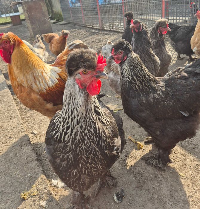 Ouă pentru incubat din rasa Australorp și moțate încălțate
