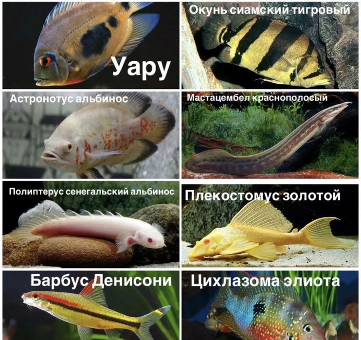 Аквариумные  рыбки