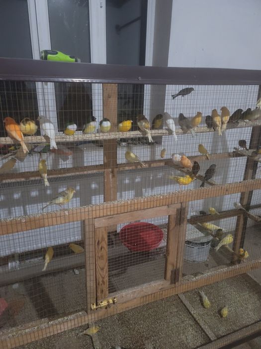 Kanareyka sotiladi 200 000 dan 400 000 gacha har hil turidan bor