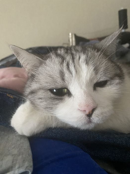 Отдам кошку в добрые руки