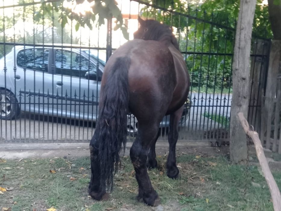 mânz muran de vanzare 2500€