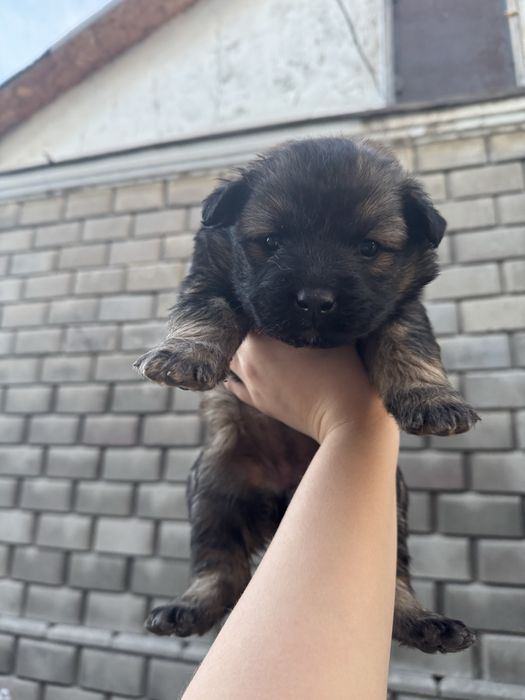 Отдам щенков в добрые руки