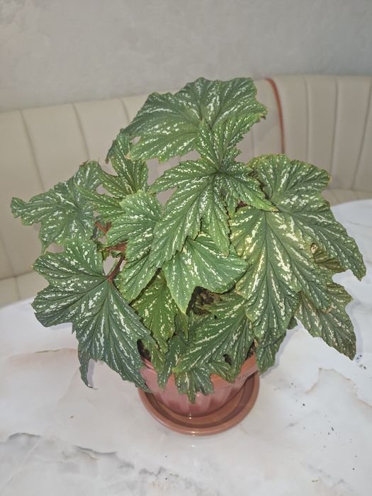 Комнатные цветы - Бегония