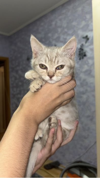 Шотландские котята