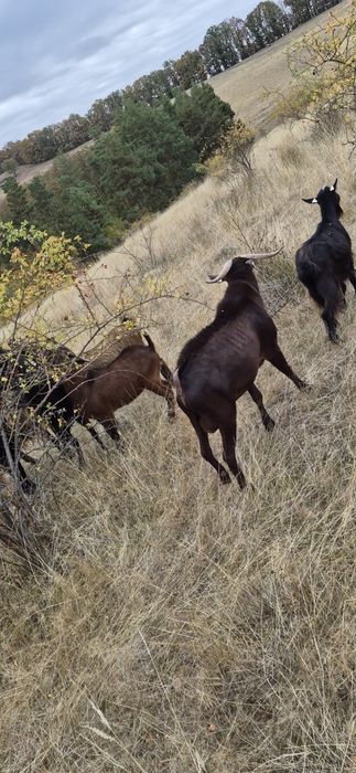 Tap  murciano in varsta de 3 ani pentru monta