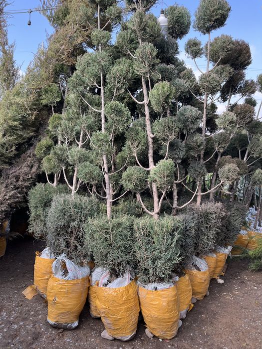 Саженцы оптом продам