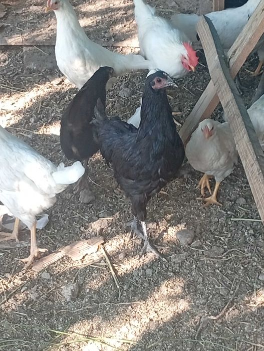 vand gaini tinere diverse rase cu varste intre 4-5 luni
