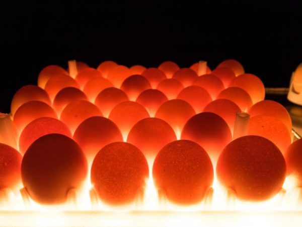 Инкубатир хизмати ТОШКЕНТ