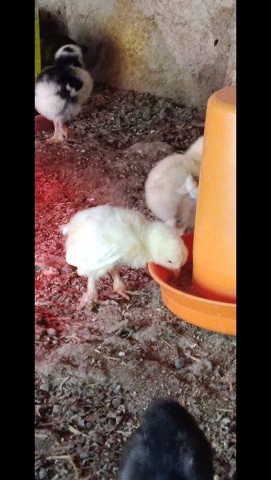 Продаются циплята