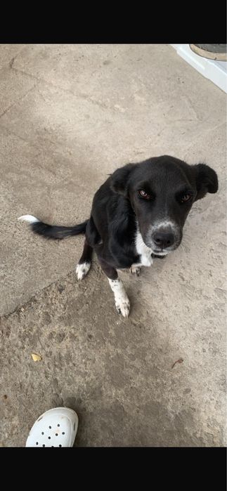 Собаки, сторожевые, дворняжки.