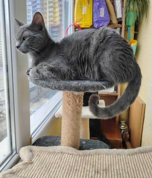 Сиво коте търси дом