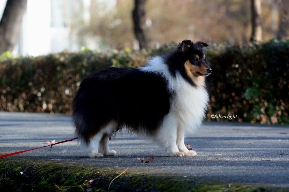 Sheltie ( shetland sheepdog) - femela