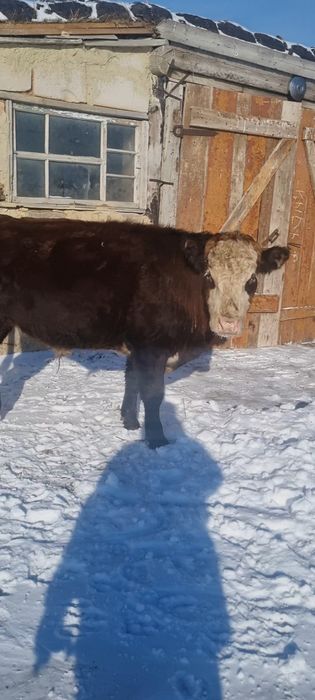 Ақбас белоголовые герефорд