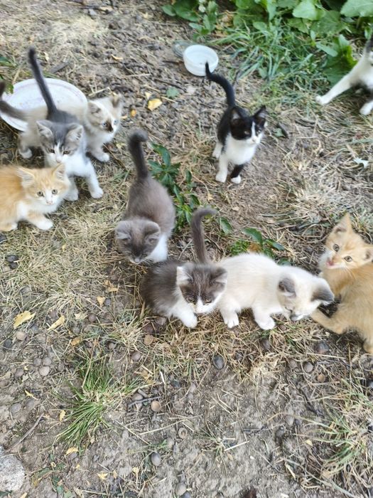 Котята крысыловы.