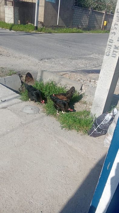 Тауыктары сатылады 17шт