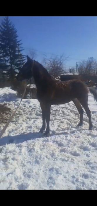 Кабылка иноходка .американка.