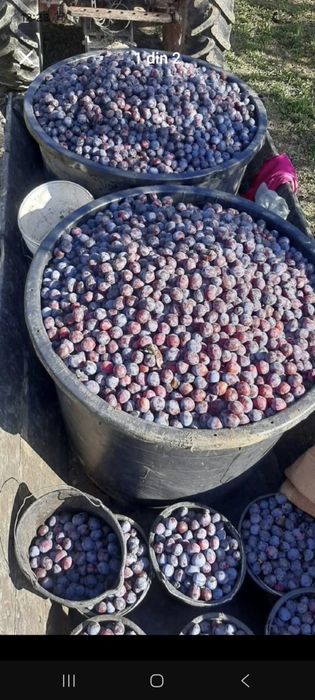 Prune de țuică dela 1 august 2026