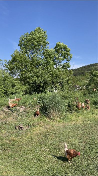 Oua de gaina, oua bio de la tara