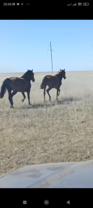 Дөнен сатылады .