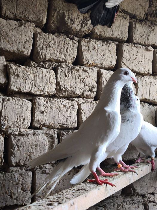 Шыракахвост Маладой голуб