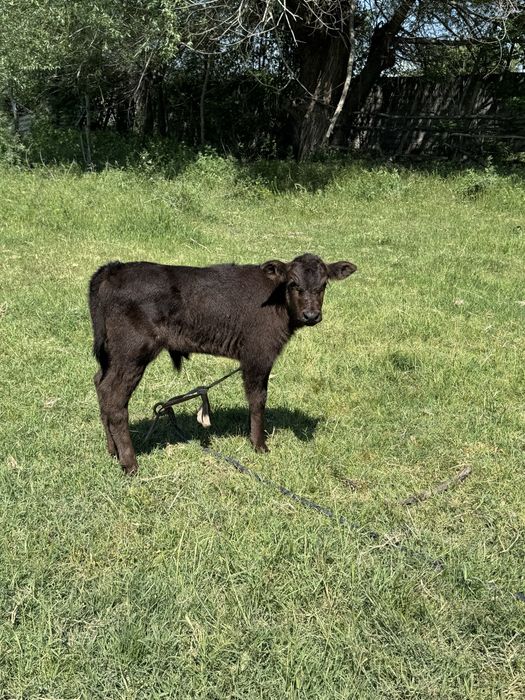 Суттi сиыр ангус бузауымен