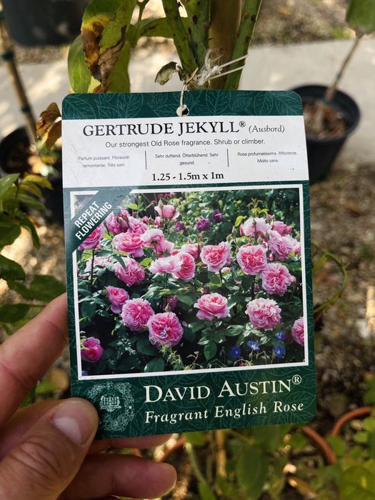 Розы плетистые, новая партия