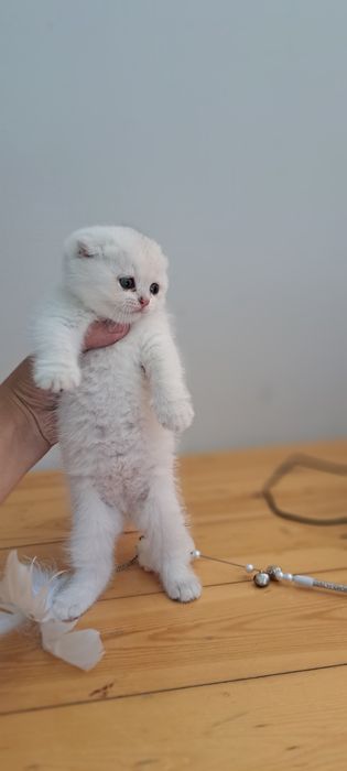 Serebristi shinshila mushuk zoti tozza ota onasi asl qonlardan