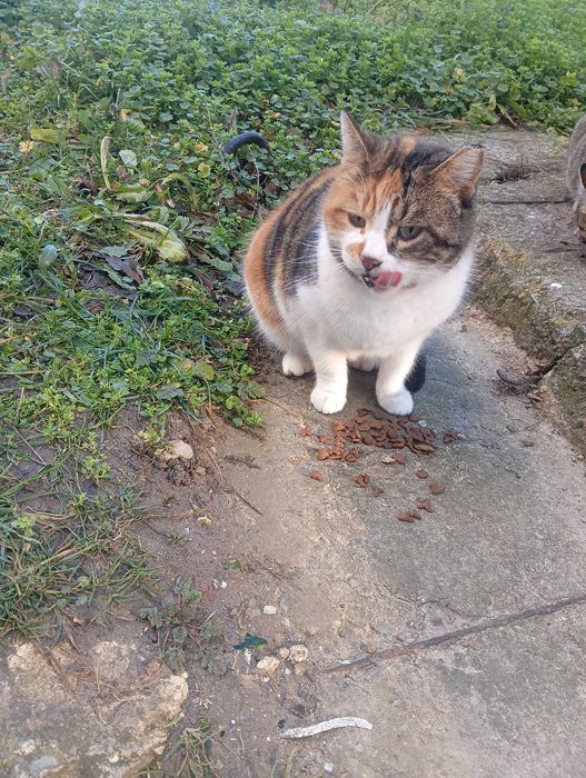 Подарявам   женско коте