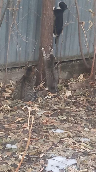 Отдам котят в добрые руки