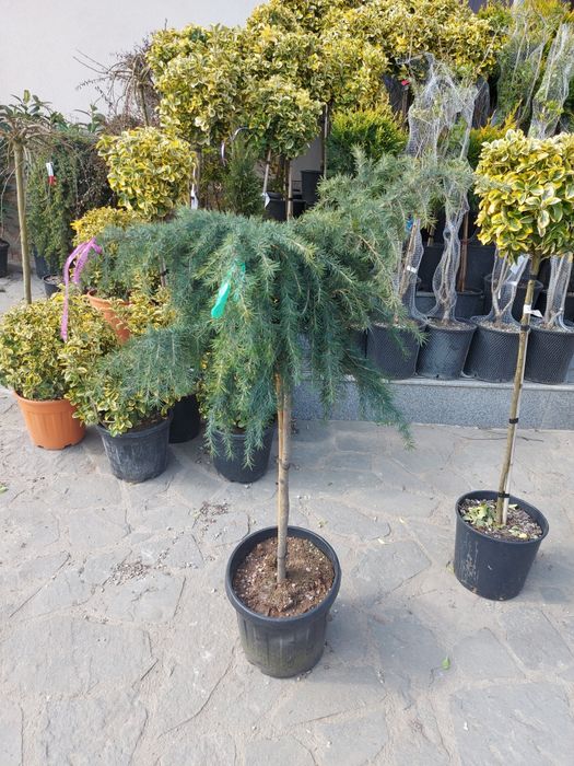 Trandafiri tufa cățărători sau pom plante