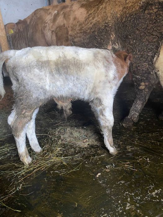 vand tauras rasa albastru belgian