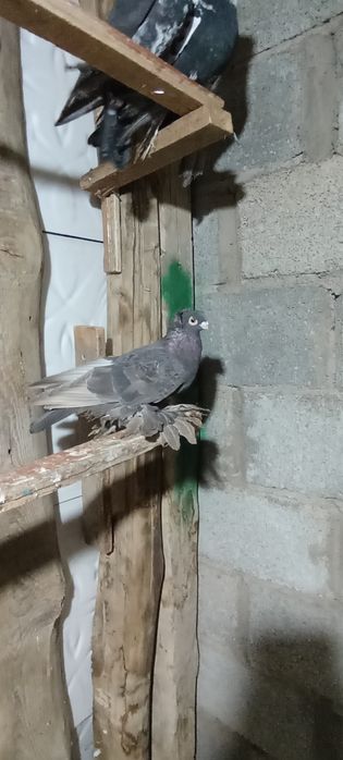 Кептер сатылады Шымкентте тур