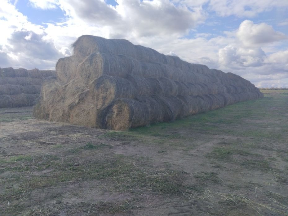 Продам сено луговое и жетняк